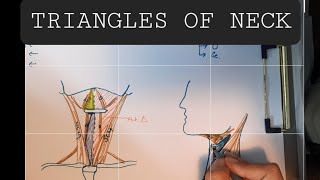 Anatomy of Triangles of Neck  Anterior amp Posterior triangles of Neck [upl. by Lamraj122]