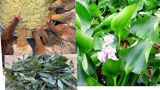 Mix chicken feed from water hyacinth  effects of ACACIA MANGIUM plant on chickens  Chicken Farm [upl. by Ennairam]