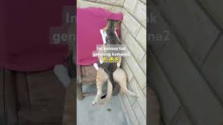 Tak gendong kemana2 🤣 masukberanda cat catlover funny [upl. by Hourihan627]