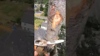 🌲The Art of Tree Cutting🪓 chainsaw safety outdoors shorts fypシ゚viral fyp tiktok trending [upl. by Mariejeanne]