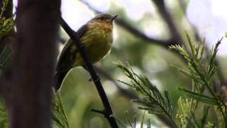 Yellow Thornbill Acanthiza nana [upl. by Arva131]