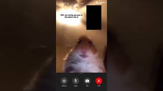 Flr those who are wondering what meme is this its hamster calling mom in capcut [upl. by Lennahs]