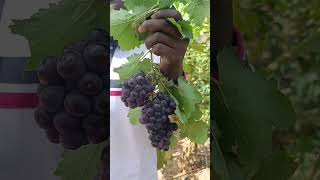 Le raisin aux portes du Niger  92636300 [upl. by Seagrave]