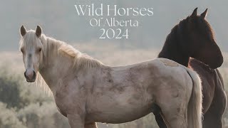 2024 Wild Horses Of Alberta Calendar [upl. by Algar]