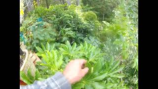 Tropical looking Fatsia trees coming in to bloom on the Gulf Islands [upl. by Novrej]