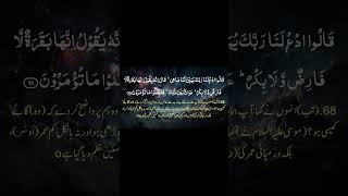 Mishary Alafsay  Most Beautiful Recitation Surah AlBaqarah 6768 That Will Change Your Heart [upl. by O'Toole]