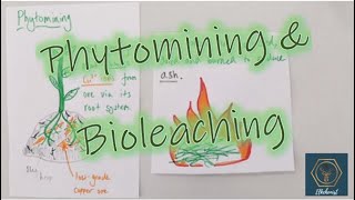 Phytomining amp Bioleaching  GCSE Chemistry [upl. by Loriner204]