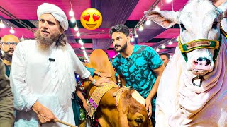 MUFTI TARIQ MASOOD KO JANWAR PASAND AGAYA❤️  COW MANDI VLOG  BAKRA EID [upl. by Artur245]