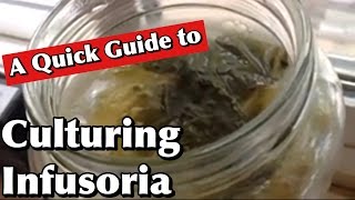 Culturing Infusoria A Quick Guide [upl. by Eiduam]