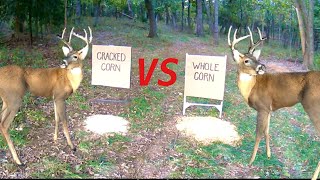 Trail Camera Cracked Corn vs Whole Corn What Do Deer Like Better [upl. by Eiduam]