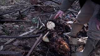 Lifting and dividing rhizomes of Gunnera manicata [upl. by Tamqrah]