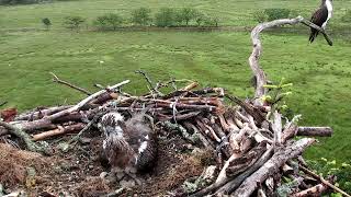 Glaslyn Ospreys Live Stream [upl. by Dallman]