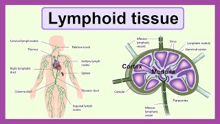 lymphoid tissue [upl. by Ytineres43]