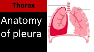 Lung Pleura I Anatomy Embryology and Radiology anatomy thorax [upl. by Rosenkrantz30]