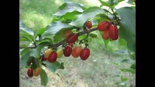 Edible Fruit Cornelian Cherry [upl. by Assenej]