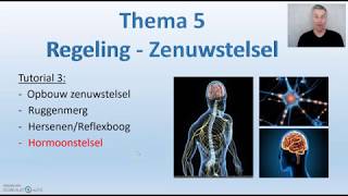 Hormonen  thema 5 Regeling Biodam  3 van 3 [upl. by Nesahc]