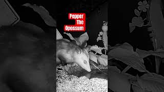 Opossum ASMR opossum asmr shorts short [upl. by Sivatco253]