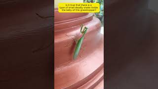 Praying mantis facts viralshort [upl. by Eidak]