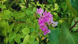 Bougainvillea Flower bappaplanthaven bougainvillealovers bougainvilleabeauty Jarif gardening [upl. by Nnaitsirk787]