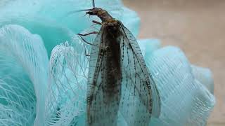 Eastern Dobsonfly Facts You Wont Believe [upl. by Terri]