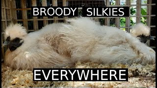 Broody Silkies EVERYWHERE  Brimwood Farm Update on Hatching and Chicks [upl. by Inman]