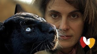 Black Leopard and The Animal Communicator Anna Breytenbach [upl. by Verner]