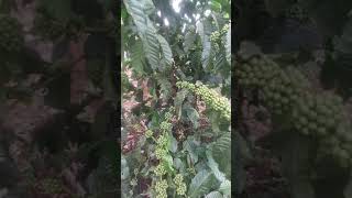 Coffee farming  Everthing you need to know about earning in coffee growing [upl. by Andy]