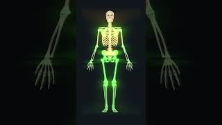 206 bones of human skeleton 3d animation humananatomy skeletalsystem biology [upl. by Isaiah]