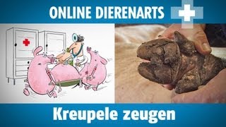 Online dierenarts Kreupele zeugen [upl. by Anelrad949]