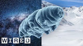 Why Scientists Are Stress Testing Tardigrades  WIRED [upl. by Nicolau]