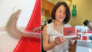 She found an insect ecosystem inside a huge sculpture then found a way to get them out [upl. by Semmes]