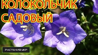 Колокольчик садовый  Ширококолокольчик  Платикодон из семян [upl. by Wernick965]