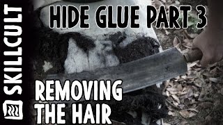 Quality Hide Glue From Scratch 4 Dehairing and Deliming [upl. by Barnabe]