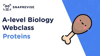 Alevel Biology Revision Sessions Proteins [upl. by Naujej315]