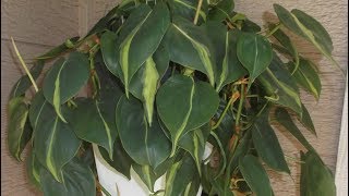 Philodendron Plant Rescue 2 How to repot and propagate Philodendron Cuttings [upl. by Mathilde]