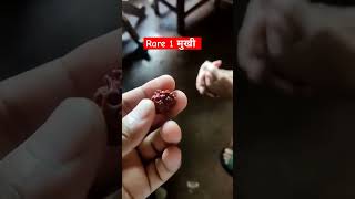 rudraksha 1mukhi rare rudraksha [upl. by Elset]