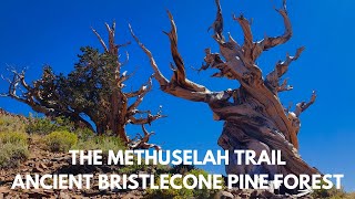 THE METHUSELAH TRAIL ANCIENT BRISTLECONE PINE FOREST [upl. by Ades]