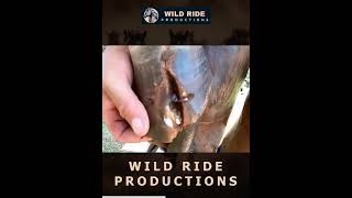 The HOOF RESTORATION of a horse who STRUGGLES TO WALK farrier hoofcleaning asmrvideo asmr oddly [upl. by Yerac269]