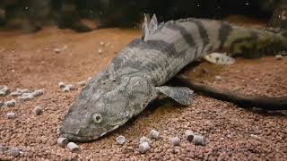 Bichir Polypterus Feeding Ornate Delhezi Ansorgii Weeksii Endlicheri quotTodziquot and more [upl. by Haelem290]