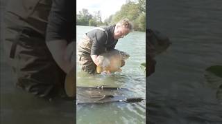 𝗖𝗮𝗿𝗽 𝗿𝘂𝗻 🔥karper fishing carp nature karpervissen karpfenangeln vissen [upl. by Akiras]