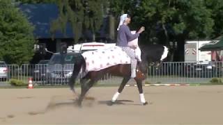 MUSCATEALS SAPHIR European Championships for Arabian Sport Horses 2014 [upl. by Dobbins]