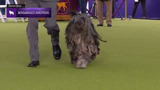 Bergamasco Sheepdogs  Breed Judging 2024 [upl. by Juliane]