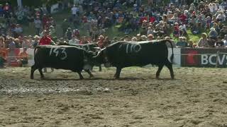 Traditional cows’ fights in Switzerland draw thousands [upl. by Rainie]