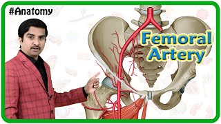 Femoral Artery Anatomy Animation  Origin Course Branches and relations  Dr G Bhanu Prakash [upl. by Atsocal]