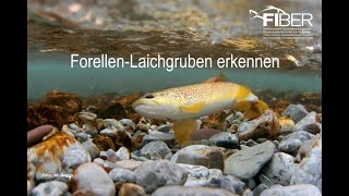 ForellenLaichgruben erkennen [upl. by Nomyar]