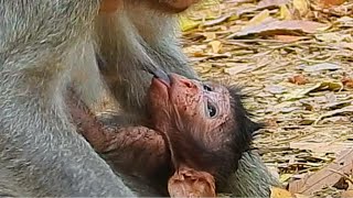 Take a look at good mother Monkey Julina while taking care of a cute babybaby Jillian [upl. by Spearman]