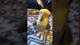 Bird Singing Along To September By Earth Wind And Fire [upl. by Ridgley]