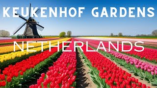 Keukenhof Gardens 2024 Unveiling the Beauty of Tulips  Travel Guide [upl. by Nelak603]