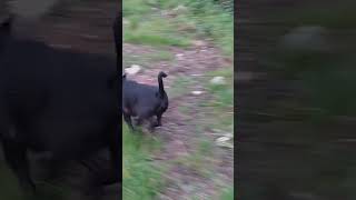 Terrorising Pheasants Airth Station Railway Line Falkirk District Scotland UK [upl. by Leone]