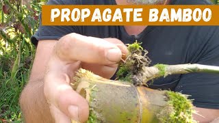 Easy Way To Grow Bamboo By Cuttings [upl. by Ymarej]